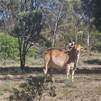 1086  Brahman X Brangus Cows & Calves