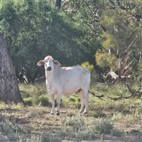 1086  Brahman X Brangus Cows & Calves