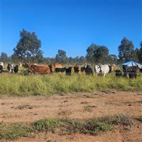 1086  Brahman X Brangus Cows & Calves