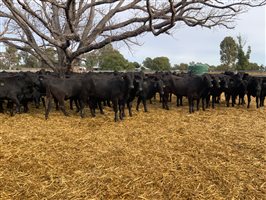 400  Brangus Heifers