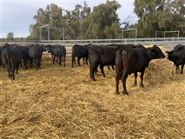 400  Brangus Heifers