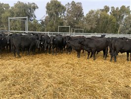 400  Brangus Heifers