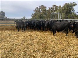 400  Brangus Heifers