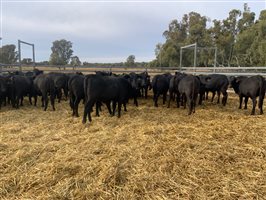 400  Brangus Heifers