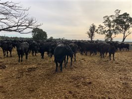 400  Brangus Heifers