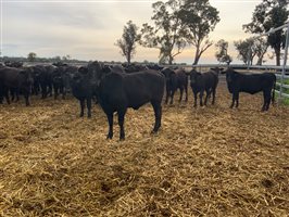 400  Brangus Heifers