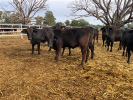 400  Brangus Heifers