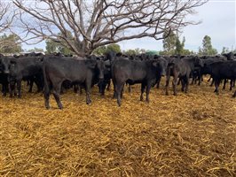 400  Brangus Heifers
