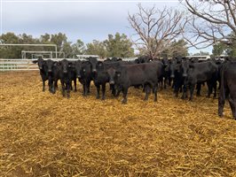 400  Brangus Heifers