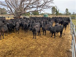 400  Brangus Heifers