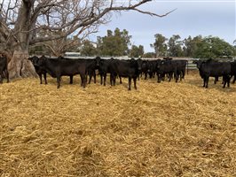 400  Brangus Heifers