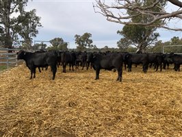 400  Brangus Heifers
