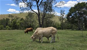 1  Droughtmaster X Bull