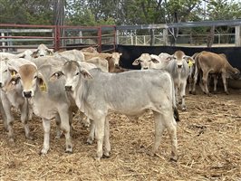 153  Brahman Weaners