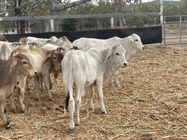 153  Brahman Weaners