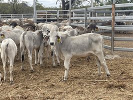 153  Brahman Weaners