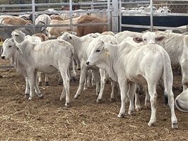 153  Brahman Weaners