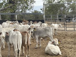 153  Brahman Weaners