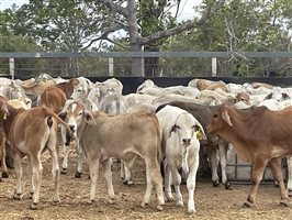 153  Brahman Weaners