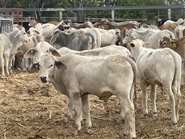 153  Brahman Weaners