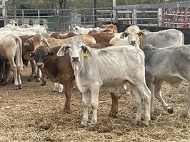 153  Brahman Weaners