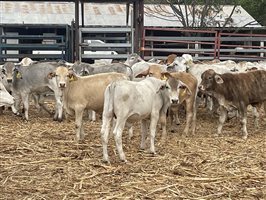 153  Brahman Weaners