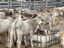 153  Brahman Weaners