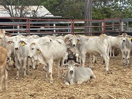 153  Brahman Weaners