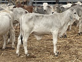 153  Brahman Weaners