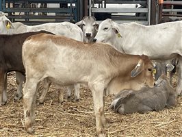 153  Brahman Weaners