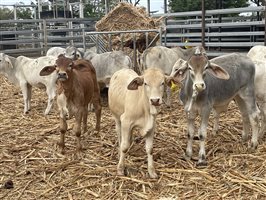 153  Brahman Weaners