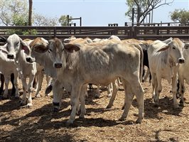 108  Brahman Heifers