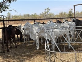 108  Brahman Heifers