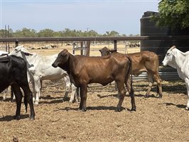 108  Brahman Heifers