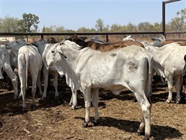 108  Brahman Heifers