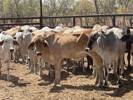 108  Brahman Heifers