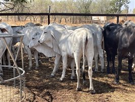 108  Brahman Heifers