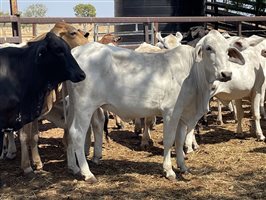 108  Brahman Heifers