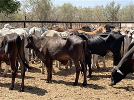 108  Brahman Heifers