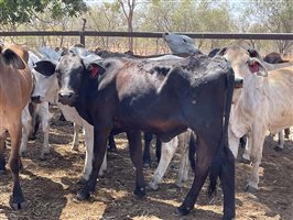 108  Brahman Heifers