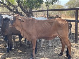 108  Brahman Heifers