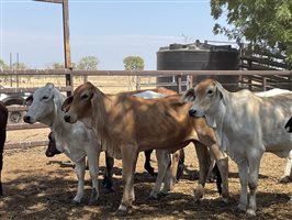 108  Brahman Heifers