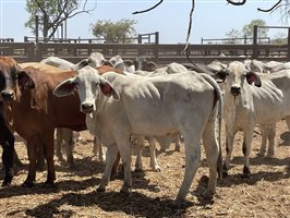 108  Brahman Heifers