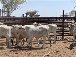 108  Brahman Heifers