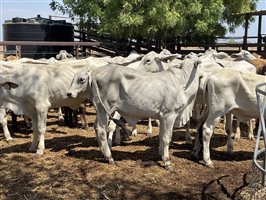 108  Brahman Heifers