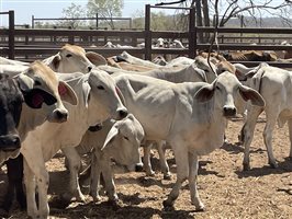 108  Brahman Heifers