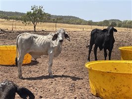 132  Brahman Steers