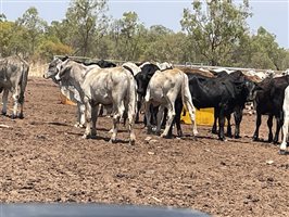 132  Brahman Steers