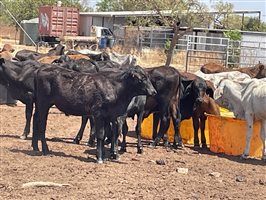 132  Brahman Steers