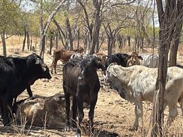 132  Brahman Steers